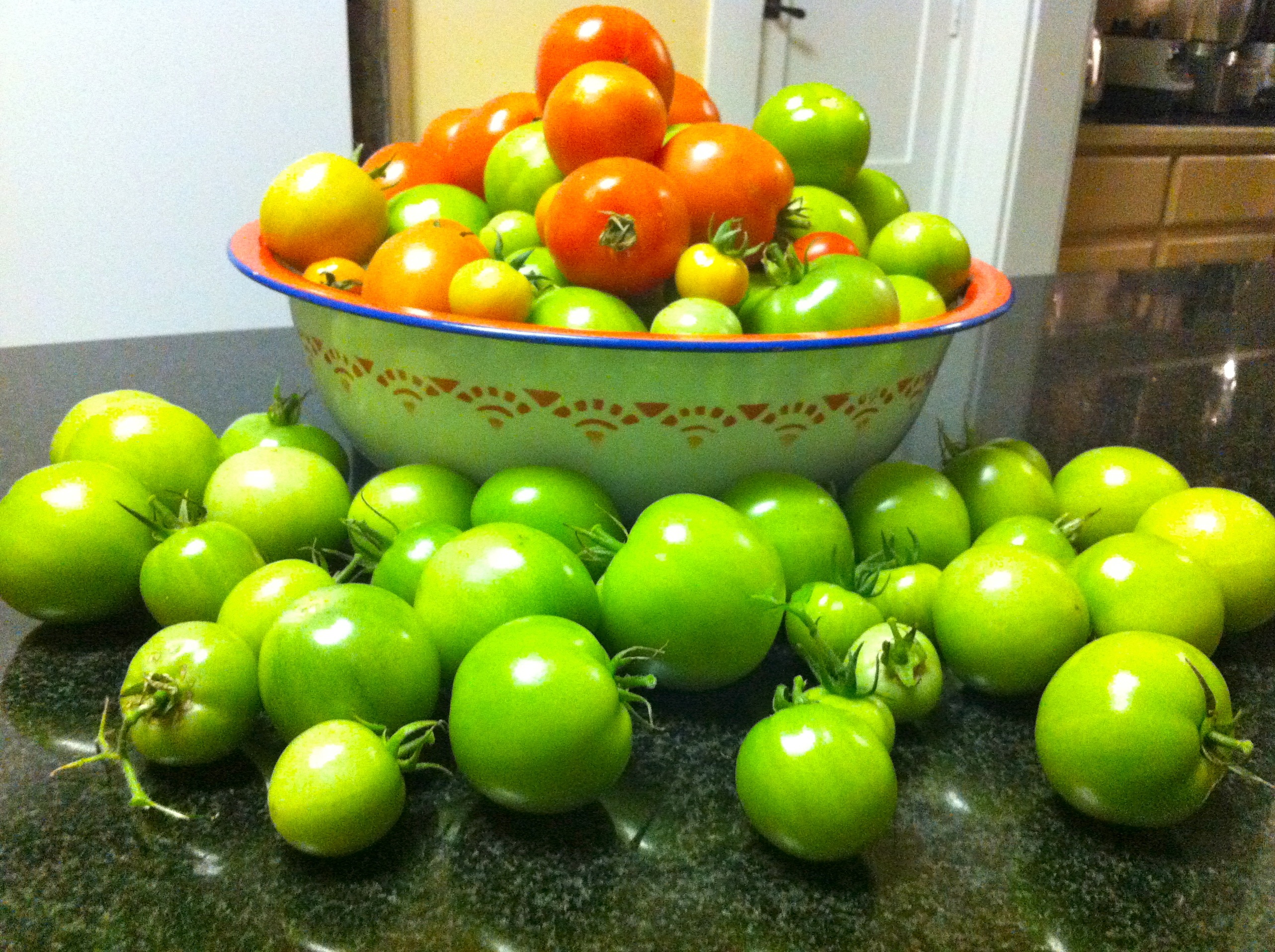 Organic gardening expert chef and health expert, Nancy Addison's organic tomatoes she grew in her garden.