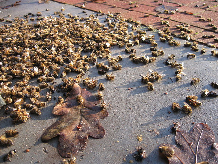 honeybees-dead from one crop of corn. How safe is it for us to eat?                        Shouldn't we have the right to know? 