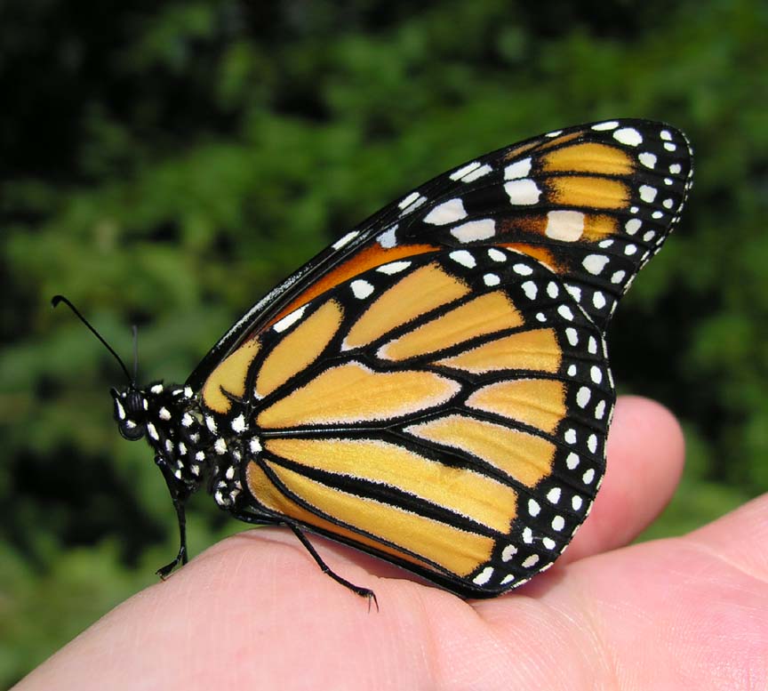 Monarch on my hand
